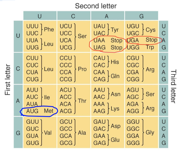 <p>there are 64 possible permutations, or combinations, of three-letter nucleotide sequences that can be made from the four nucleotides</p><ul><li><p>protects cells from genetic changes (mutations)</p></li></ul><ul><li><p>61 codes for AAs</p></li><li><p>1 - start codon</p></li><li><p>3 nonsense codons code for a stop codon which signals the end of a protein molecule</p></li></ul><p><strong>protects cells from genetic mutations.</strong></p>