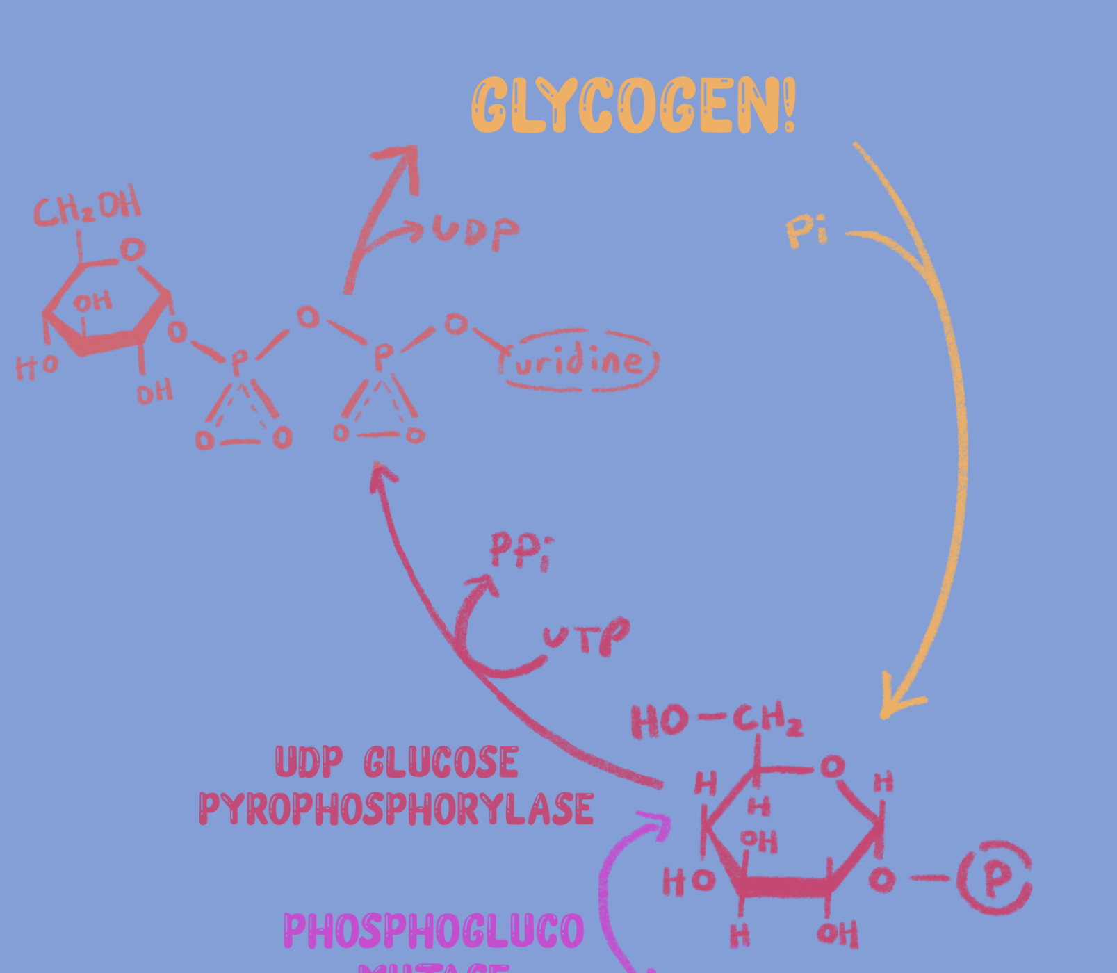 <p>What enzyme is responsible for catalyzing the conversion of glycogen to glucose 1-phosphate?</p>