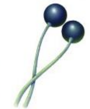 <p>“conjugative” fungi</p>
