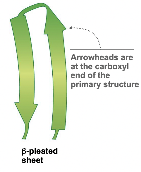 <ul><li><p>H-Bonds are formed across in the plane of the paper</p></li><li><p>Very stable</p></li><li><p>Arrowheads on its ribbon diagram are the carboxyl end (C-terminus)</p></li><li><p>Side chains point away from the plane, up or down</p></li></ul>