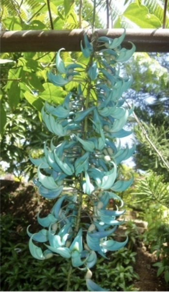 <p>Jade Vine</p>