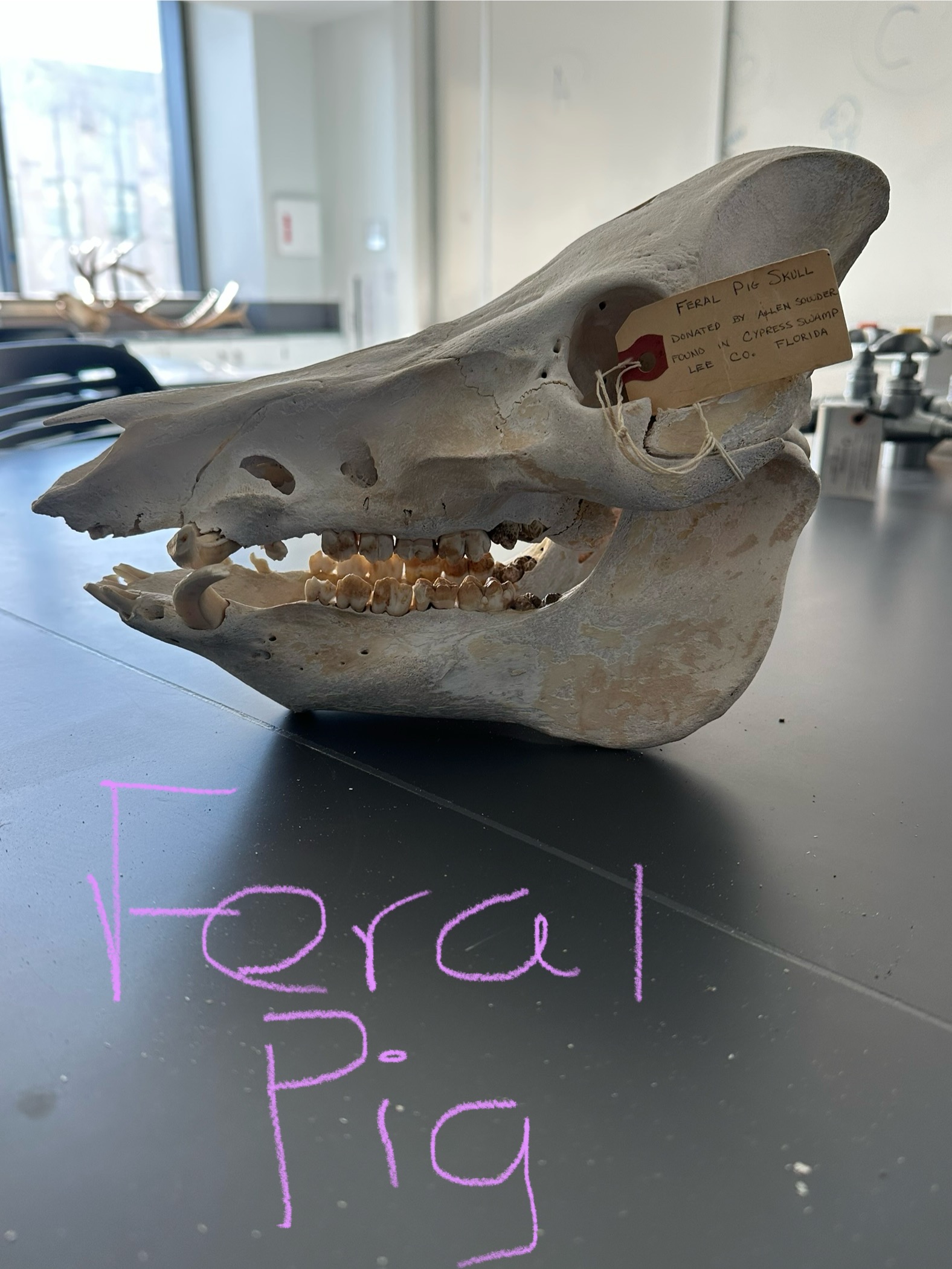 <p>What animal skull is this? </p>