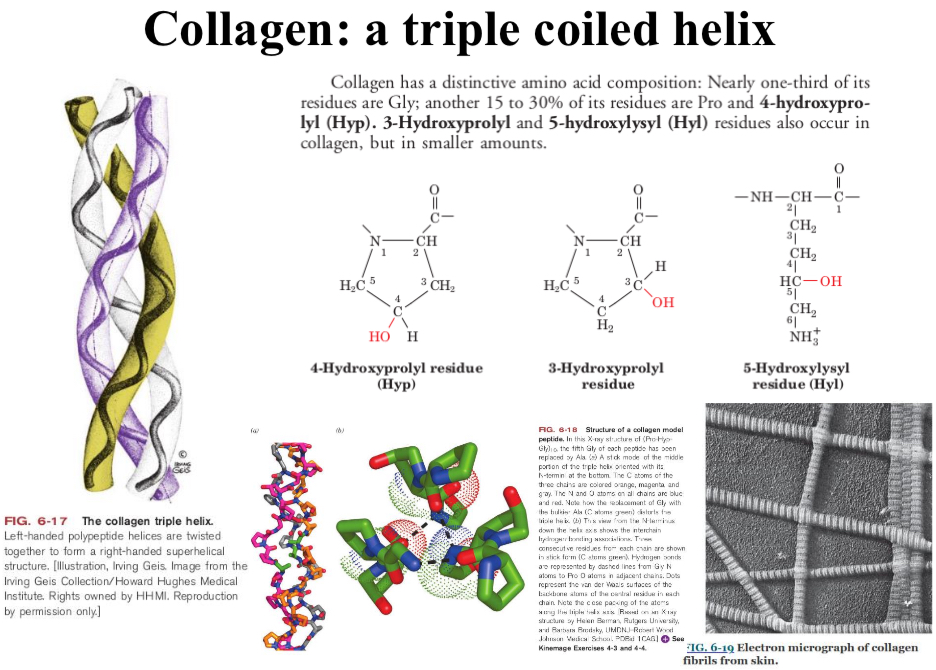 <p>Collagen</p>