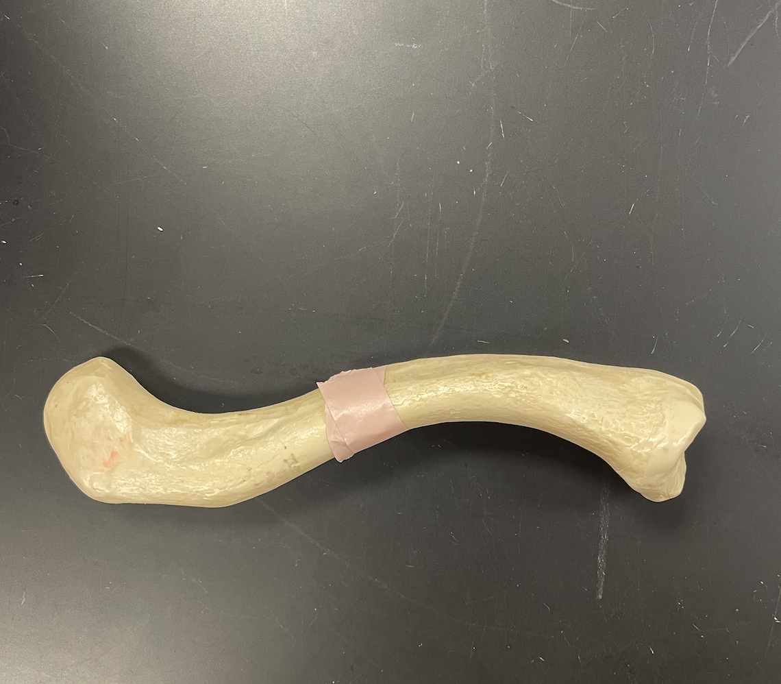<p>Name this Bone?</p>