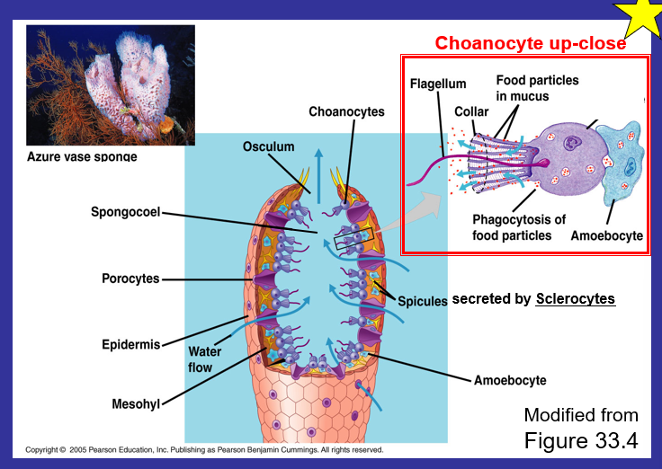 <p>Osculum - a large aperture in a sponge through which water is expelled.</p><p>Spongeocoal -  large, central cavity of sponges</p><p>Porocytes - control the amount of water that enters pores</p><p>Amoebocyte - delivering nutrients from choanocytes to other cells within the sponge, giving rise to eggs for sexual reproduction</p><p>Phagocytosis - the ingestion of bacteria</p><p>Mesophyll - had Amoebocyte</p><p>Sclerocytes are the hard parts that make up the sponges - specialized cells that secrete the mineralized structures in the body wall of some invertebrates.</p><p>Spicule - the structural components of a sponge, or the bricks - made of calcium carbonate or silica</p>