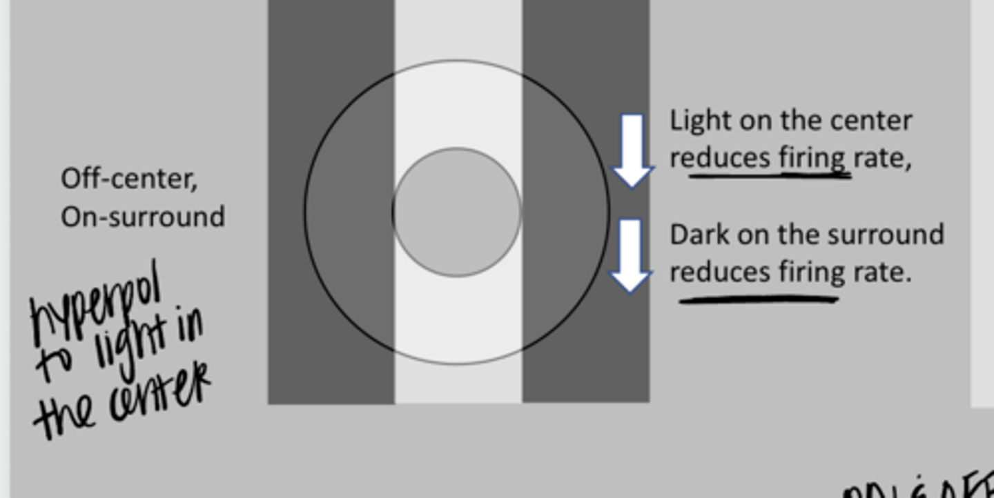 <p>This is an OFF-center ganglion cell. What is the likely response? (See Pic)</p>