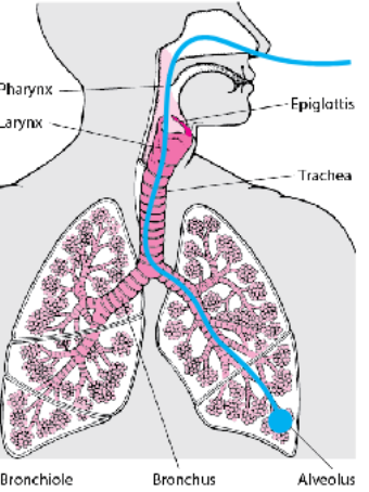 <p><span>→ </span><span style="color: #fffdfd">air is inhaled via the nasal passages or the mouth</span><span style="color: #fffdfd"><br></span><span style="color: #fffdfd">→ inhaled air enters windpipe when the epiglottis is</span><span style="color: #fffdfd"><br></span><span style="color: #fffdfd">open, arriving at the larynx</span><span style="color: #fffdfd"><br></span><span style="color: #fffdfd">• epiglottis: a muscular flap preventing food from entering</span><span style="color: #fffdfd"><br></span><span style="color: #fffdfd">trachea</span><span style="color: #fffdfd"><br></span><span style="color: #fffdfd">→ air moves to trachea, which branches into two</span><span style="color: #fffdfd"><br></span><span style="color: #fffdfd">bronchi leading to each lung</span><span style="color: #fffdfd"><br></span><span style="color: #fffdfd">→ each bronchus branches into smaller bronchioles</span><span style="color: #fffdfd"><br></span><span style="color: #fffdfd">→ a bronchiole ends at an alveoli</span><span style="color: #fffdfd"><br></span><span style="color: #fffdfd">• alveoli: air sac, site of gas exchange</span><span style="color: #fffdfd"><br></span></p>