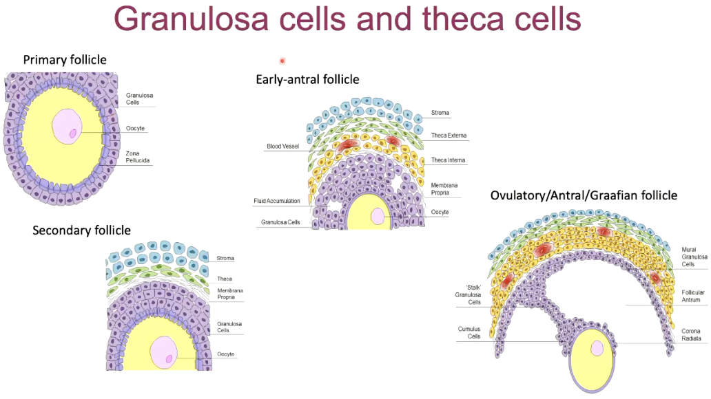 <p>granulosa: purple</p><p>theca: green</p>
