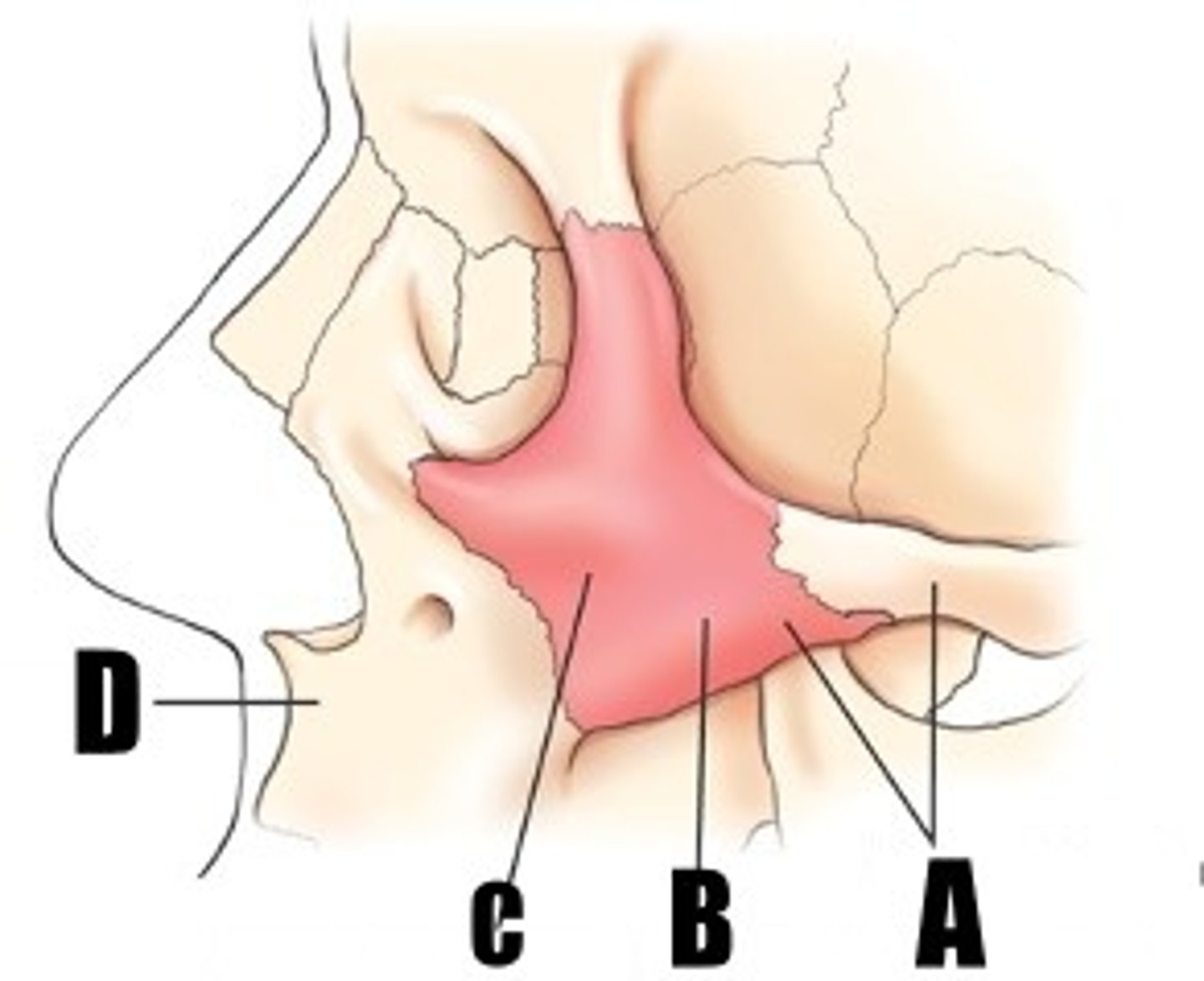 <p>what part of bone is B</p>