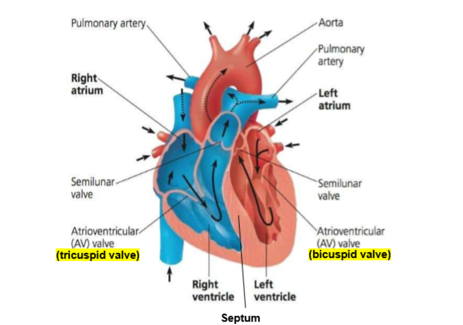 <p>Muscular organ that consists of cardiac muscles which contract and relax to pump blood around the body</p><p>consists of 2 atria (upper chambers) and 2 ventricles (lower chambers)</p><p>Bicuspid valve (between left atrium and left ventricle) and tricuspid valve (between right atrium and right ventricle) and semilunar valve (pulmonary vein and aorta) → blood flows one directionally preventing backflow of blood </p><p>Left side oxygenated blood, right side deoxygenated blood </p><p>Median septum divided oxygenated blood and deoxygenated blood </p>