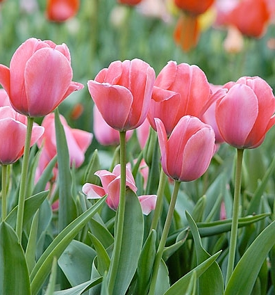 <p>Tulipa gesneriana</p>