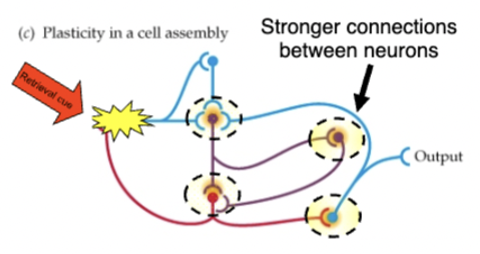 <p>brain is plastic - every time learning/encoding a memory happens, changes occur in neurons in brain</p><ul><li><p>short term memory = cell assemblies (groups of interconnected neurons) → start a chain of activation (circuit) that can continue for some time and encode a memory</p></li><li><p>if circuit is strong enough, long term memories can be formed through altering synapses (changes in synaptic strength )</p></li></ul><p></p>
