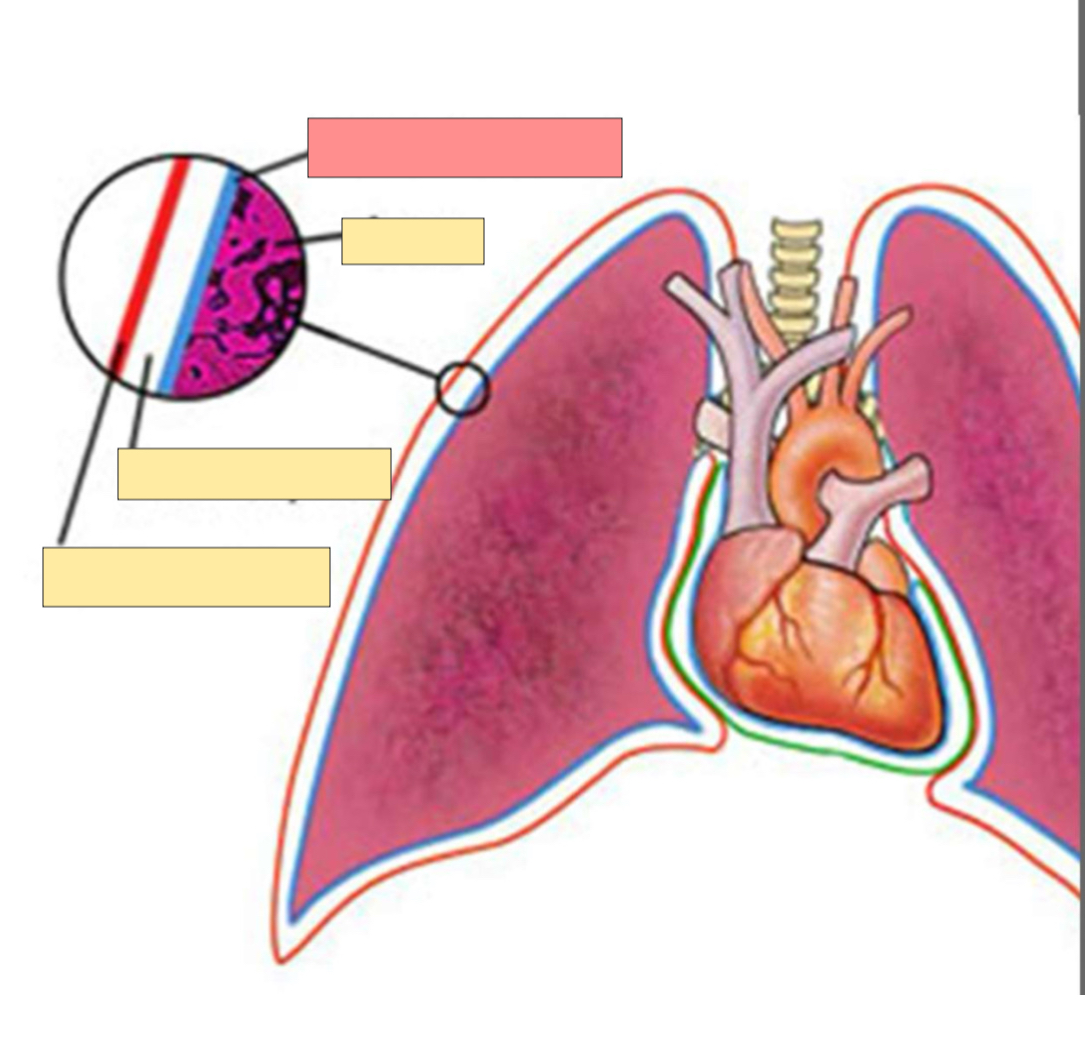 <p>What pleura is this? </p>