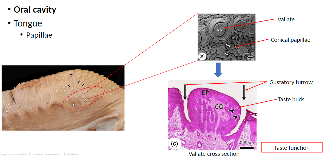 <p><strong>Vallate Papillae</strong>: Large papillae located near the back of the tongue<br> Often arranged in a V-shape on the back of the tongue<br> Contain taste buds</p><p><strong>Conical Papillae</strong>: Cone-shaped papillae mostly involved in mechanical functions<br> Help move food toward the pharynx and assist in grooming</p><p><strong>Gustatory Furrow</strong>: Groove surrounding vallate papillae<br> Houses taste buds and channels dissolved food toward them for taste perception</p><p><strong>Taste Buds</strong>: Sensory structures within specialized papillae<br> Detect different taste sensations such as sweet, salty, sour, bitter, and umami</p>