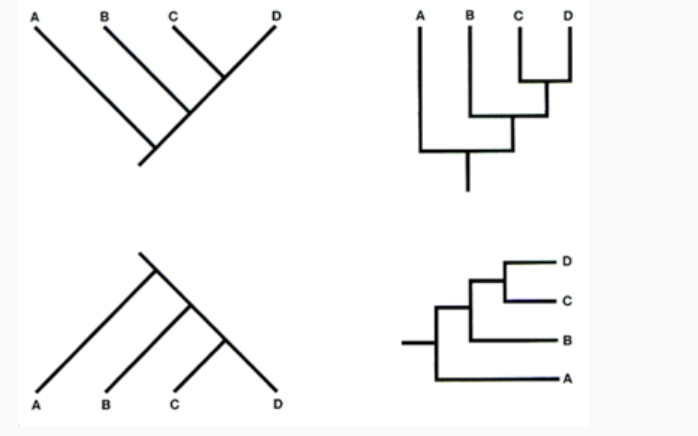 <p>Which of these trees depict the same evolutionary history?</p><p></p><p><span>A. two of the trees</span></p><p><span>B. all four trees</span></p><p><span>C. three of the trees</span></p><p><span>D. none of the trees</span></p>