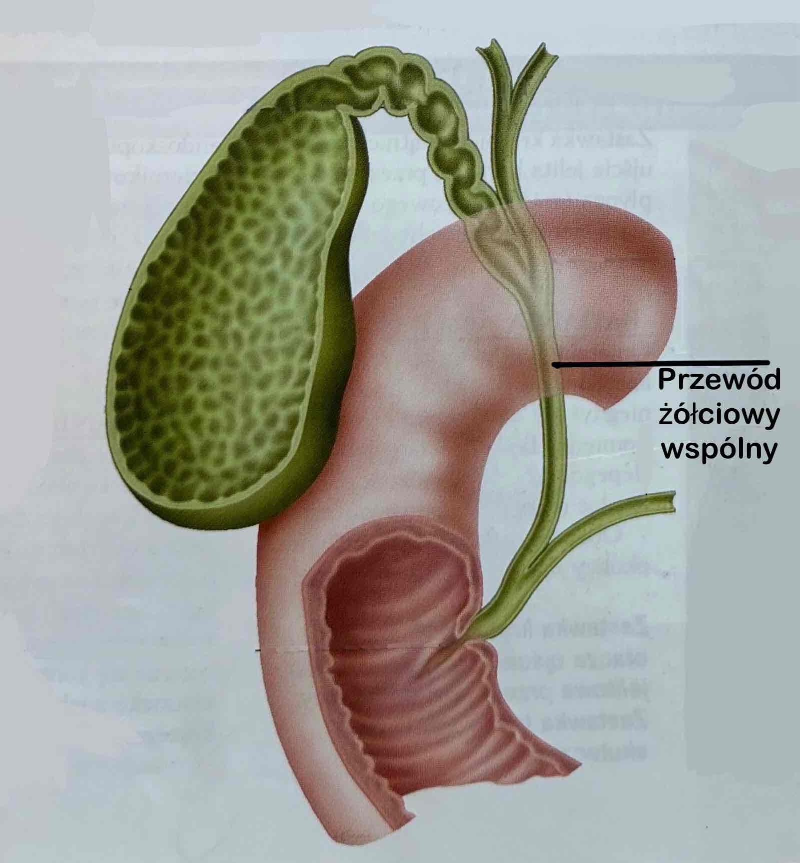 <p>Przewód żółciowy wspólny</p>