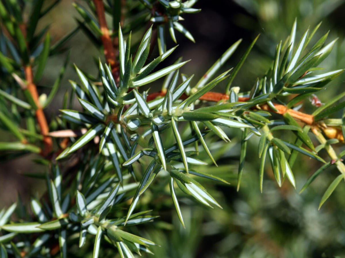 <p>Juniperus communis</p>