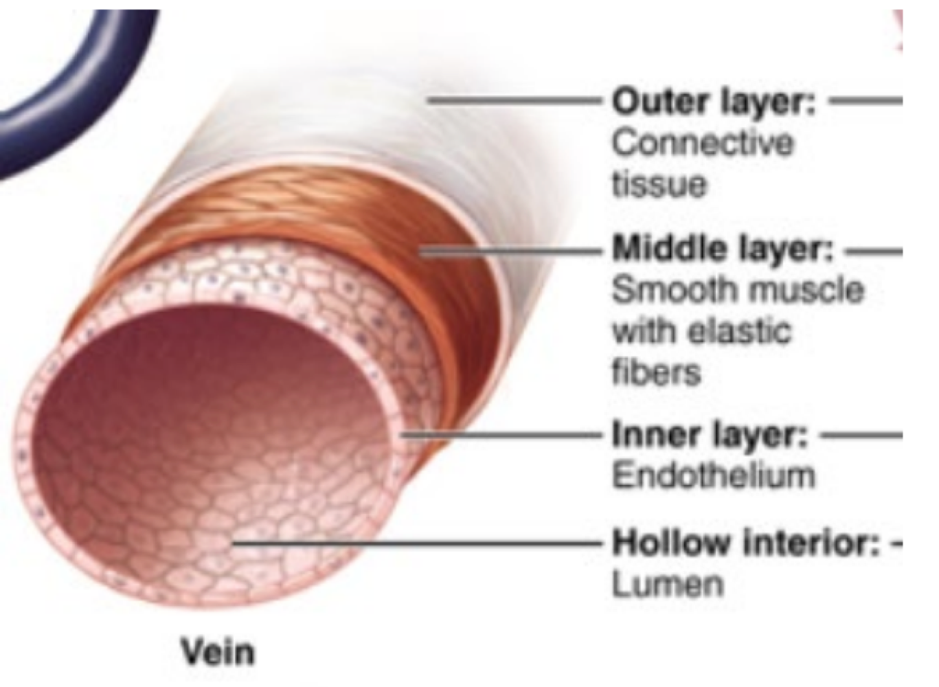 <p>veins </p>