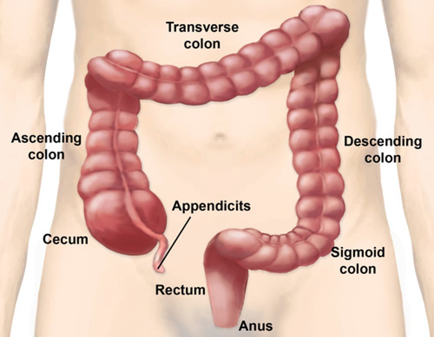 <p>- begins at end of ileum and ends at anus</p><p>- cecum : pouch like; 1st portion; collects and stores materials from the ileum and begins the process of compaction</p><p>- colon : largest portion; ascending, transverse, descending, and sigmoid sections</p><p>- rectum : last 15cm and end of digestive tract; terminated at anal sphincter -&gt; expandable for storage of feces -&gt; movement triggers defecation</p><p>- &lt;10% of nutrient absorption</p><p>- prepares fecal material for defecation</p><p>- inner surface -&gt; smooth and NO VILLI</p><p>- ileocecal valve : controls passage bt small to large intestine</p><p>- secretes mucus, bicarb ions</p><p>- reabsorb water and other ions (Na+, Cl-, bile salts and vitamins) -&gt; process of compaction into solid</p>