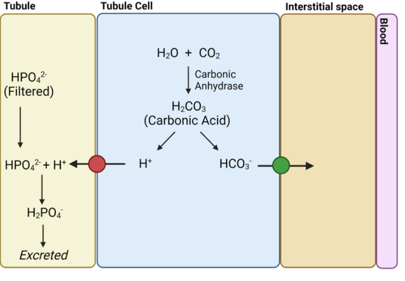 <p>explain bicarbonate generation in the kidneys </p>
