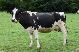 <p>vaca</p>