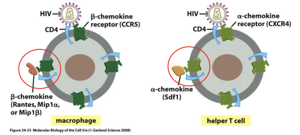 <p><strong>a-chemokines</strong></p>