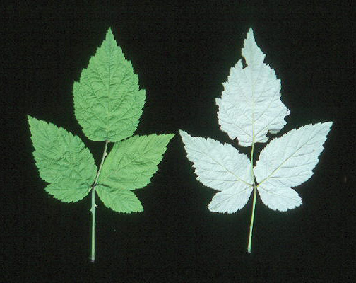 <p>Rubus leucodermis</p>