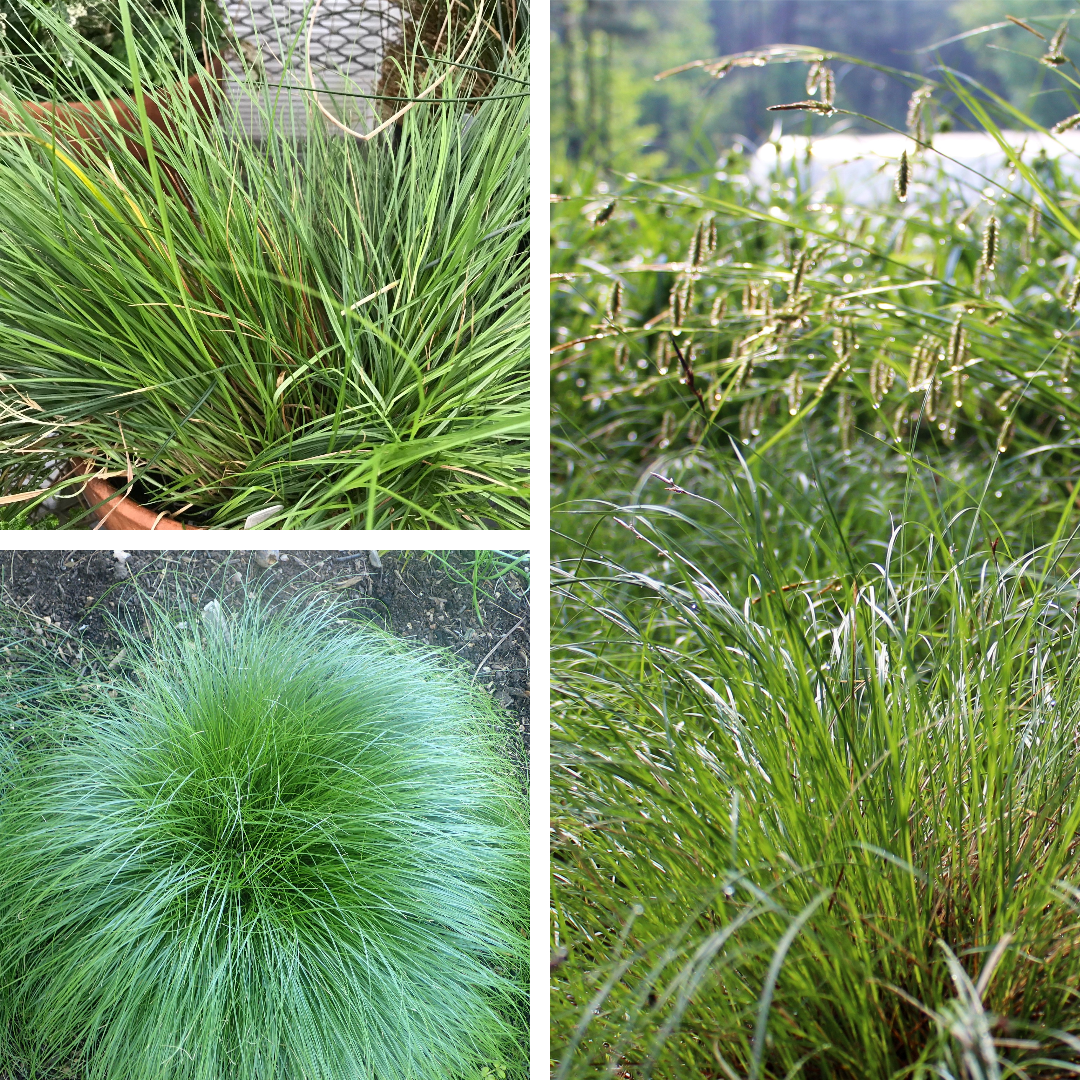 <p>Sedge</p><p>Sedges have edges</p>