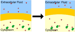 <p>You know that this cell is in a(n) ____ solution because the cell ____</p>