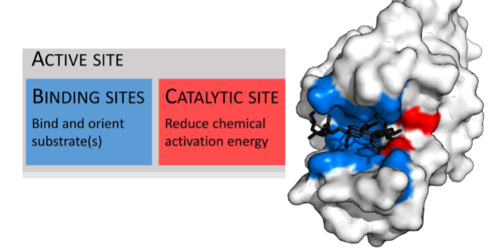 <p>Must have these two things</p><p>-catalytic site (cofactors, etc.)</p><p>Binding sites(</p>