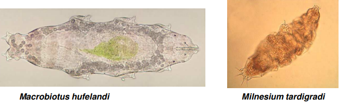 <p>Macrobiotus hufelandi</p><p>Milnesium tardigradi</p>