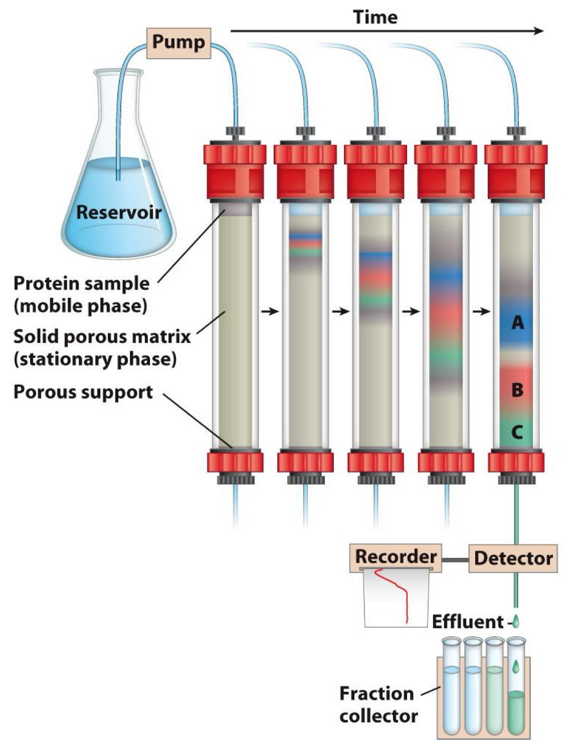 <p><span>Useful for purifying (separating) large amounts of protein</span><br><span>- Protein loaded onto solid phase (porous matrix)</span><br><span>- Eluted from matrix using liquid phase</span><br><span>- Proteins with low affinity for solid phase migrate faster and come off first</span></p>