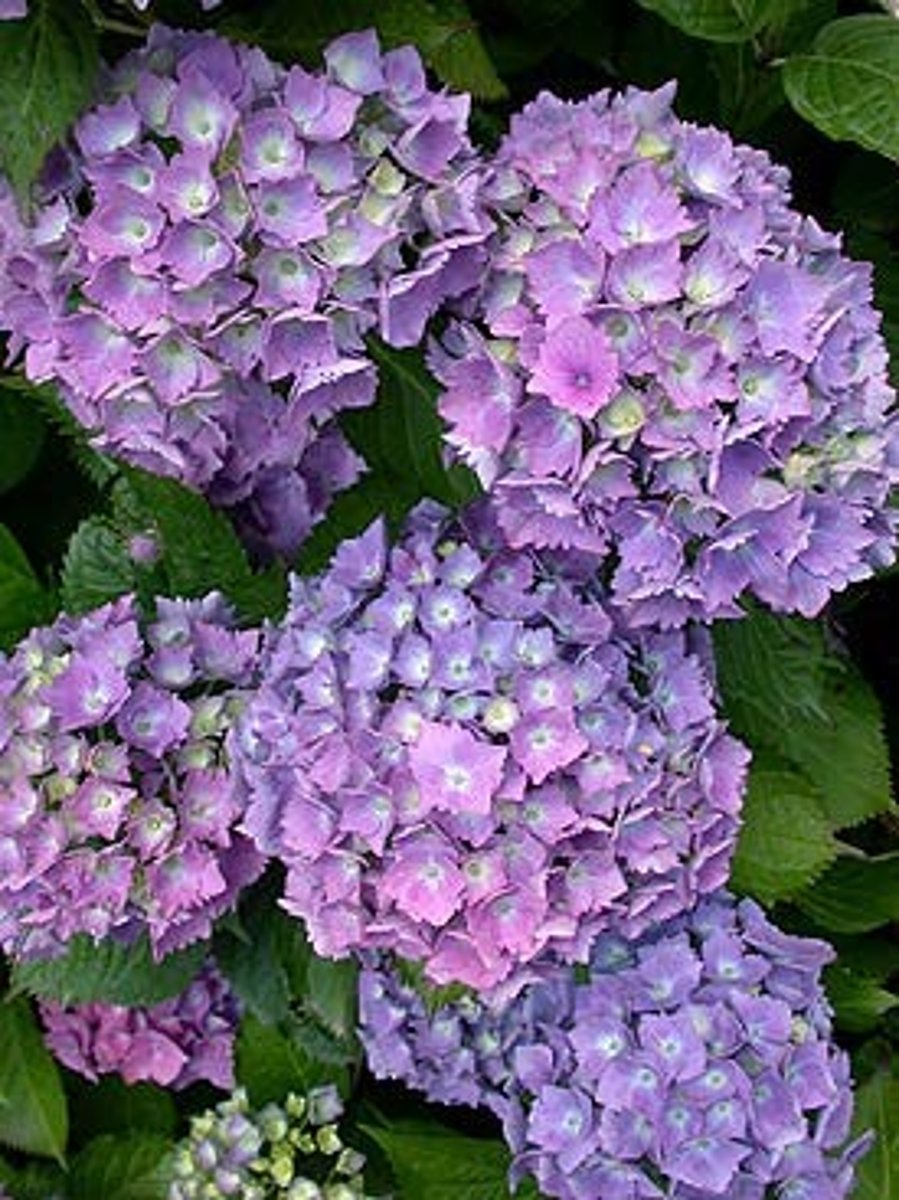 <p>Name?</p>