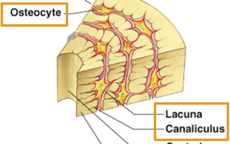 <p><span style="font-family: &quot;Trebuchet MS&quot;, sans-serif">where bone cells sit.</span></p>