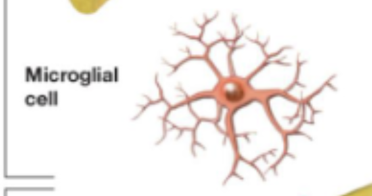 <ul><li><p>remove damaged cells;</p></li></ul><p></p>