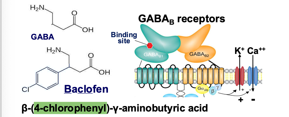 <ol><li><p><span style="color: #e91f1f"><strong><em>GABAb receptor agonist </em></strong></span></p><ol><li><p>Opens K+ channels and hyperpolarizes the neuron</p></li></ol></li><li><p>Looks like GABA with <span style="color: green"><strong><em>chlorophenyl group </em></strong></span></p><p></p></li></ol><p></p>