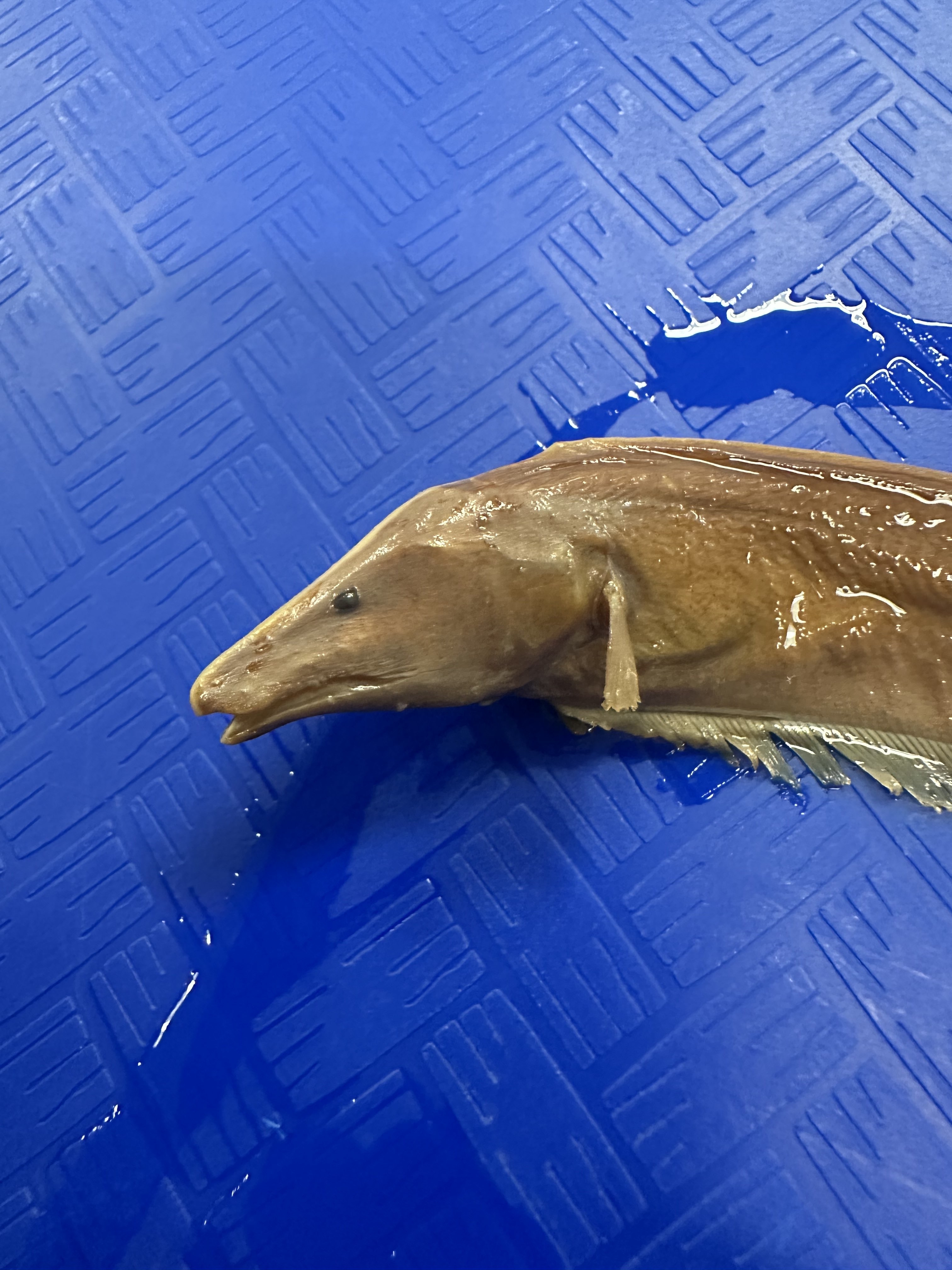 <p>Gymnotidae (naked back knifefish)</p>