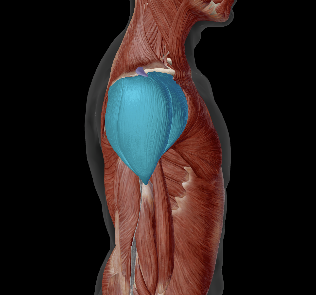 <p>distal attachment?</p>
