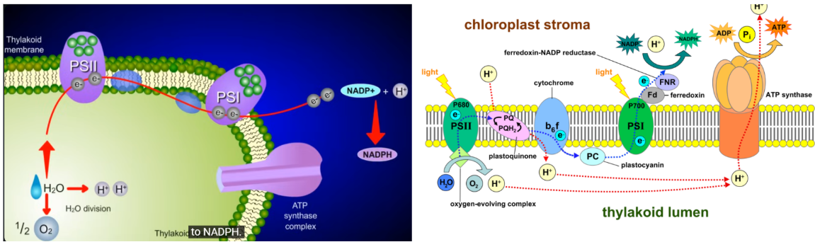 <ul><li><p>electrons from PS I gain energy from light</p></li><li><p>electrons become energized and escape PS I</p></li><li><p>energized electrons and proton reduce NADP+ to NADPH</p></li></ul><p></p>