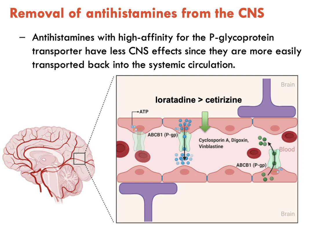<p><strong>Antihistamines have high affinity for P-glycoprotein transporter</strong></p><ul><li><p>Easily transported from CNS to systemic blood circulation</p></li><li><p>Loratadine &gt; Cetirizine for affinity</p><ul><li><p><em>Green = P-glycoprotein transporter</em></p></li></ul></li><li><p>If antihistamine remained in CNS, histamine would continue to be antagonised → Inducing drowsiness and sleepiness as blocking histamine blocks the promoting of wakefulness</p></li></ul><p></p>