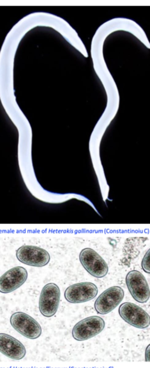 <p>I) Transmission via Heterakis gallinarum</p><p>Enables transmission from one farm to another farm!</p><p>• Heterakis gallinarum acts as a vector for H. meleagridis;</p><p>In the caeca of the bird host Histomonas meleagridis infects Heterakis gallinarum =&gt; ovaries of the female =&gt; become incorporated in the eggs;</p><p>Within the eggs the histomonads may survive for up to 2-3 years;</p>