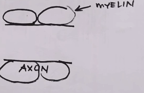 <p>Large Diameter Axon and Thick Myelin Sheaths</p>