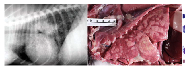 <p>Chronic cough, dyspnea, depression, loss of weight, diarrhea, intestinal ulcers</p>