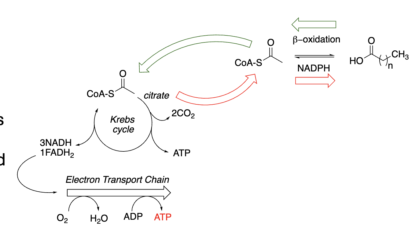 <ul><li><p>________ are an important source of carbon fuel (________):</p><ul><li><p>________</p></li><li><p>________ Cycle, ________</p></li></ul></li><li><p>Important building blocks for membranes, hormones, and other lipid molecules (________):</p><ul><li><p>Requires ________</p></li><li><p>Consumes ________</p></li></ul></li><li><p>Also, the Krebs Cycle, ETC occur in the ________</p></li></ul><p></p>