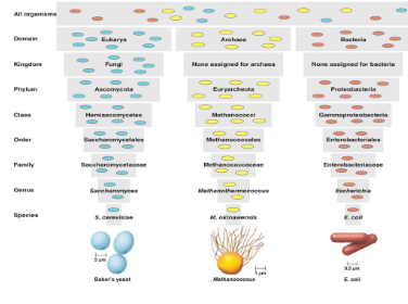 <p>(greek word for orderly arrangement) is the science of <strong>classifying </strong>organisms. (the picture shows the taxonomic hierarchy)</p>