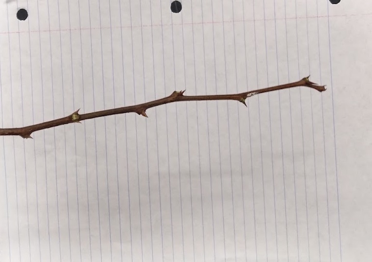 <p>No terminal, tiny lateral buds, spiny twig with paired thorns, zig-zag twig</p>