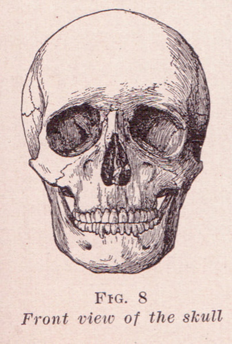 <p>lebka</p>