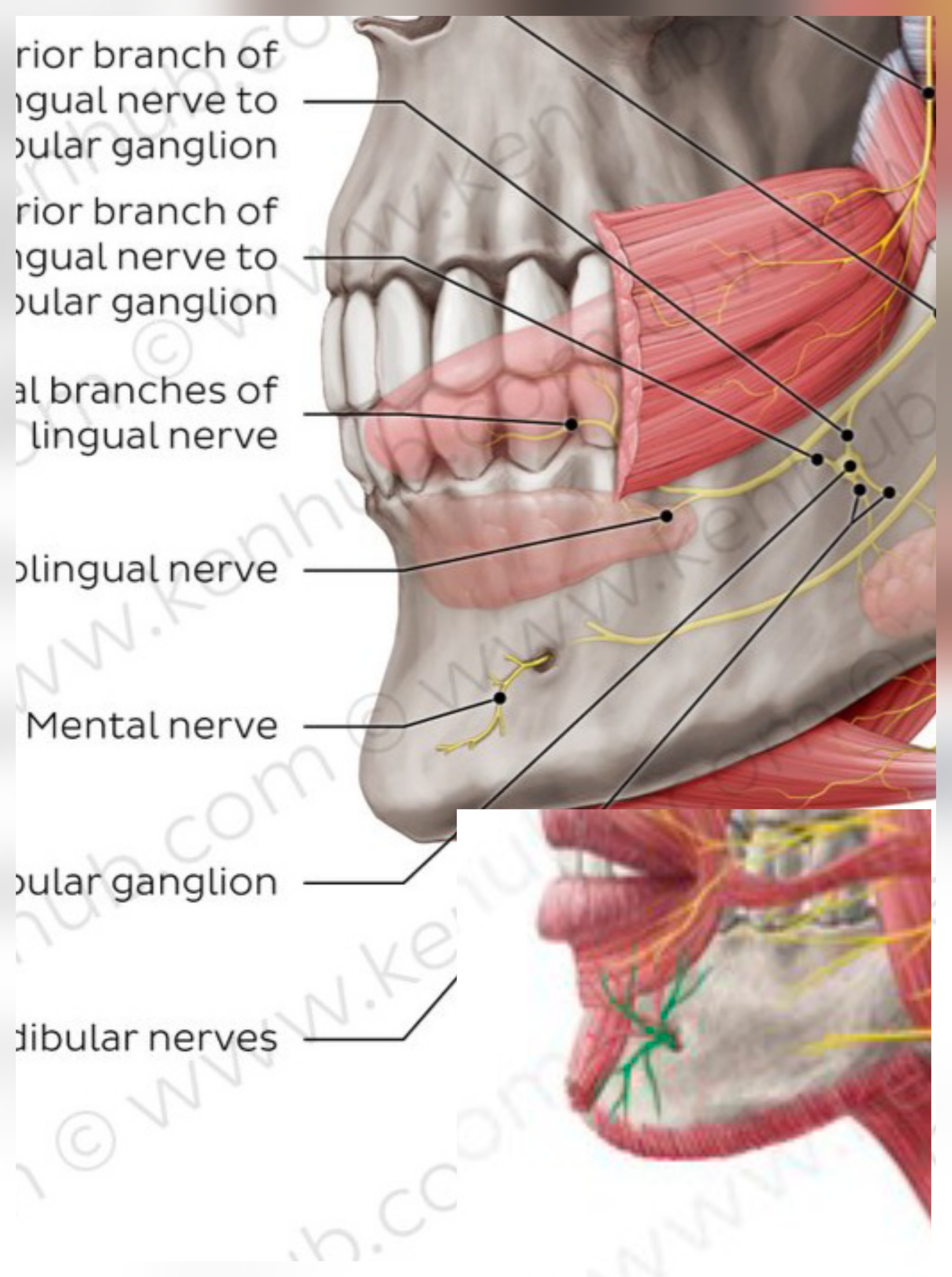 <p>Fig #2.4</p><p class="is-empty is-editor-empty has-focus">Branches</p><p class="is-empty is-editor-empty has-focus">From mental foramen</p>
