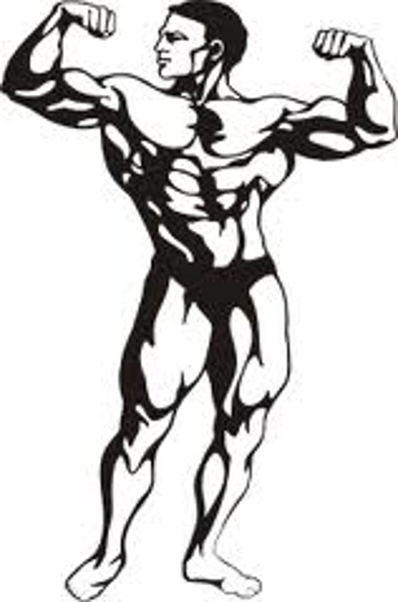<p>muscular</p>