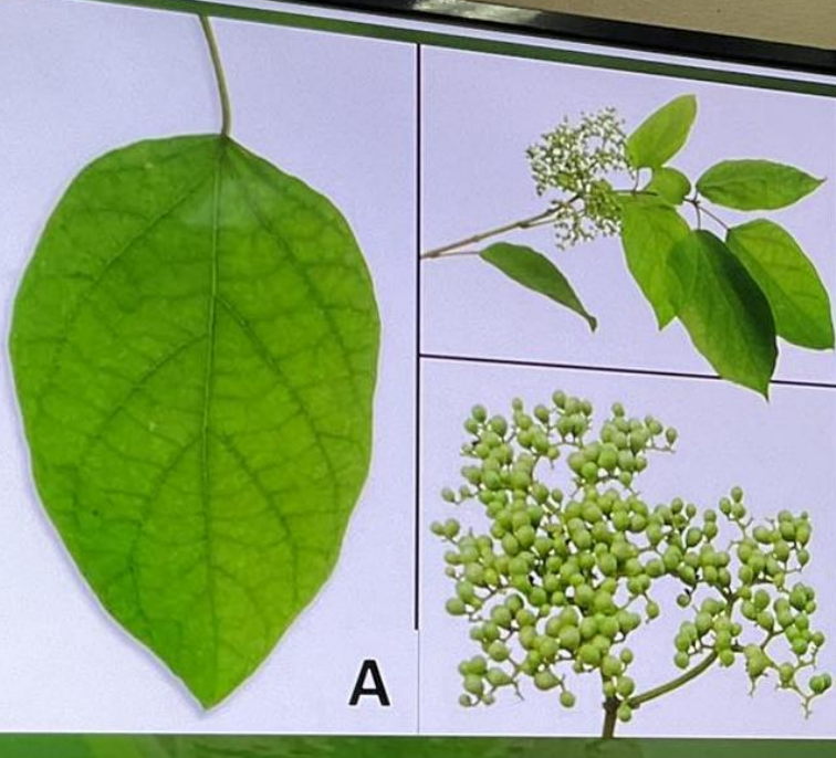 <p>What plant? <br>Give<br>1. Biological Origin<br>2. Common Name<br>3. Plant part used<br>4. Traditional/medicinal use<br>5. Major secondary metabolites</p>